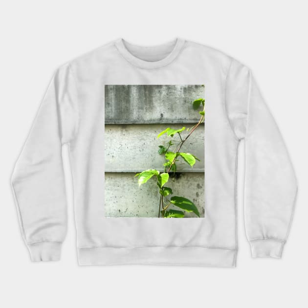 Vine of Betel plant growing up on the cement wall Crewneck Sweatshirt by FOGSJ